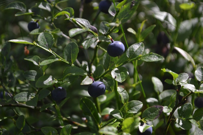Wild blueberry bushes, Finland